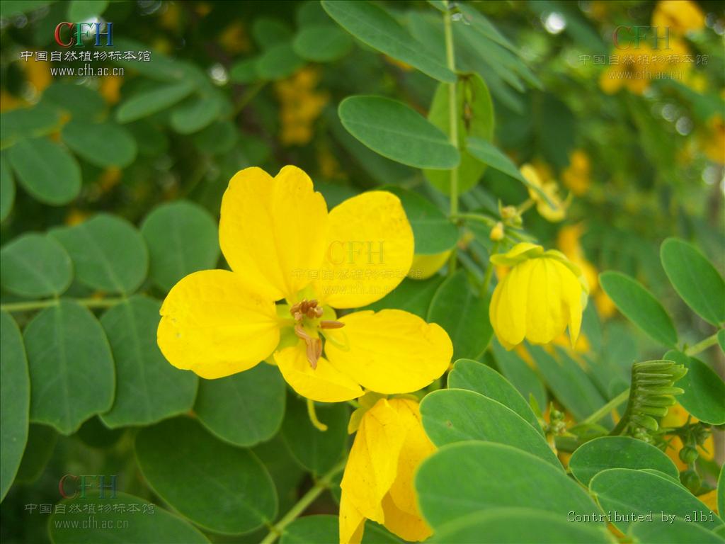  p>黄花决明(senna surattensis (burm. f.) h. s.
