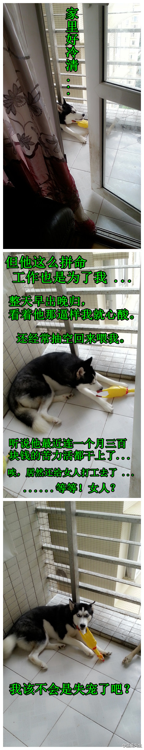 哈士奇呆萌