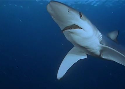 p>大青鲨(学名: i>prionace glauca /i>): a href="#" data-lemmaid=