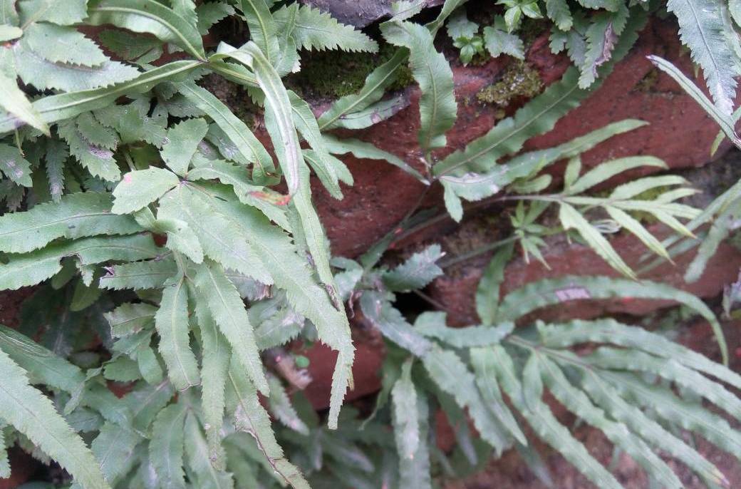  p>竹叶蕨是竹叶蕨科的一种植物. /p>