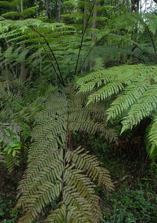 tryon),别名蛇木,是 a target="_blank" href="/item/桫椤科/1378944