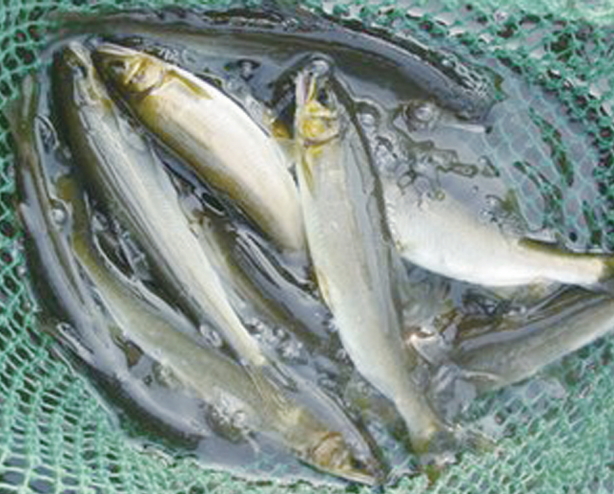  p>楠溪香鱼是指生长在楠溪江一带的淡水鱼,体长15到20厘米,一条重二