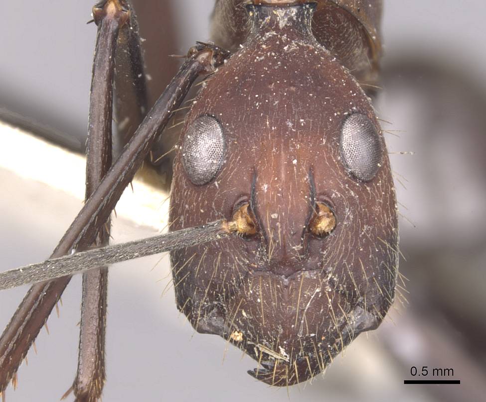 窄颈弓背蚁血色亚种