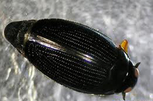  p>豉甲科,由于它体小,像半个黄豆瓣,故俗名叫"豉豆虫".