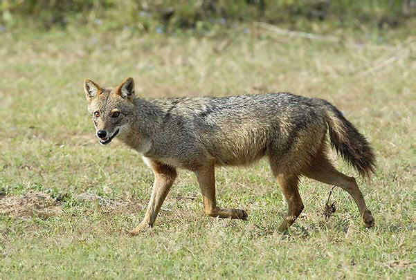  p data-id="go06y2cmig">胡狼主要包括分布于非洲北部,东部,欧洲南部