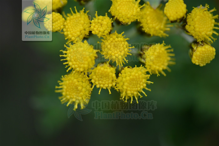  p> b>细叶亚菊 /b>(学名: i>ajania tenuifolia /i>)为菊科亚菊属的