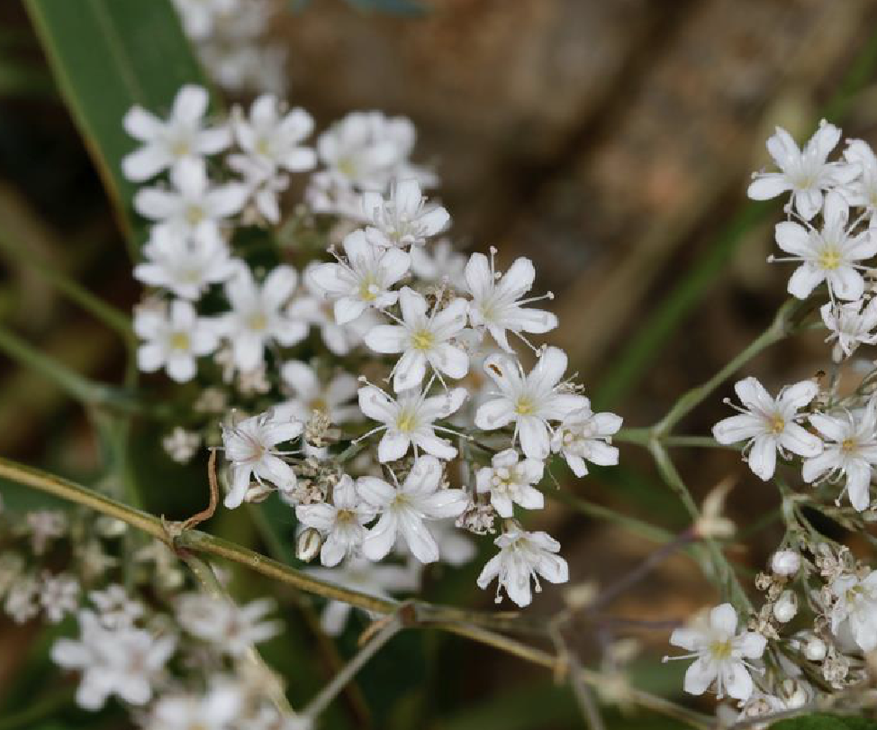  p>长蕊石头花(学名: i>gypsophila oldhamiana /i> miq.