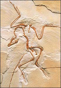 始祖鸟(archaeopteryx)