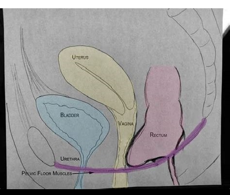  p>肛门下坠临床多见,或单一出现,或与其它症状相伴出现.