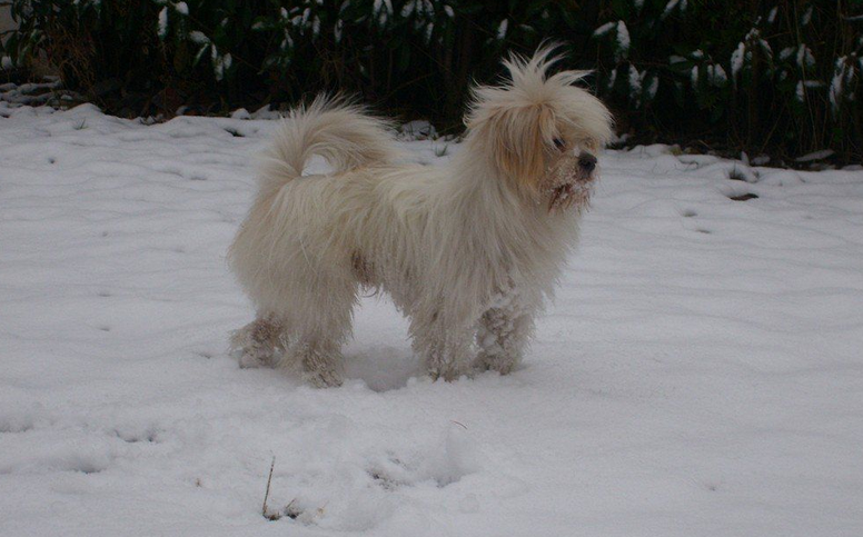 apso),常用名: a href="#" data-lemmaid="9994602">拉萨狮子狗 /a>