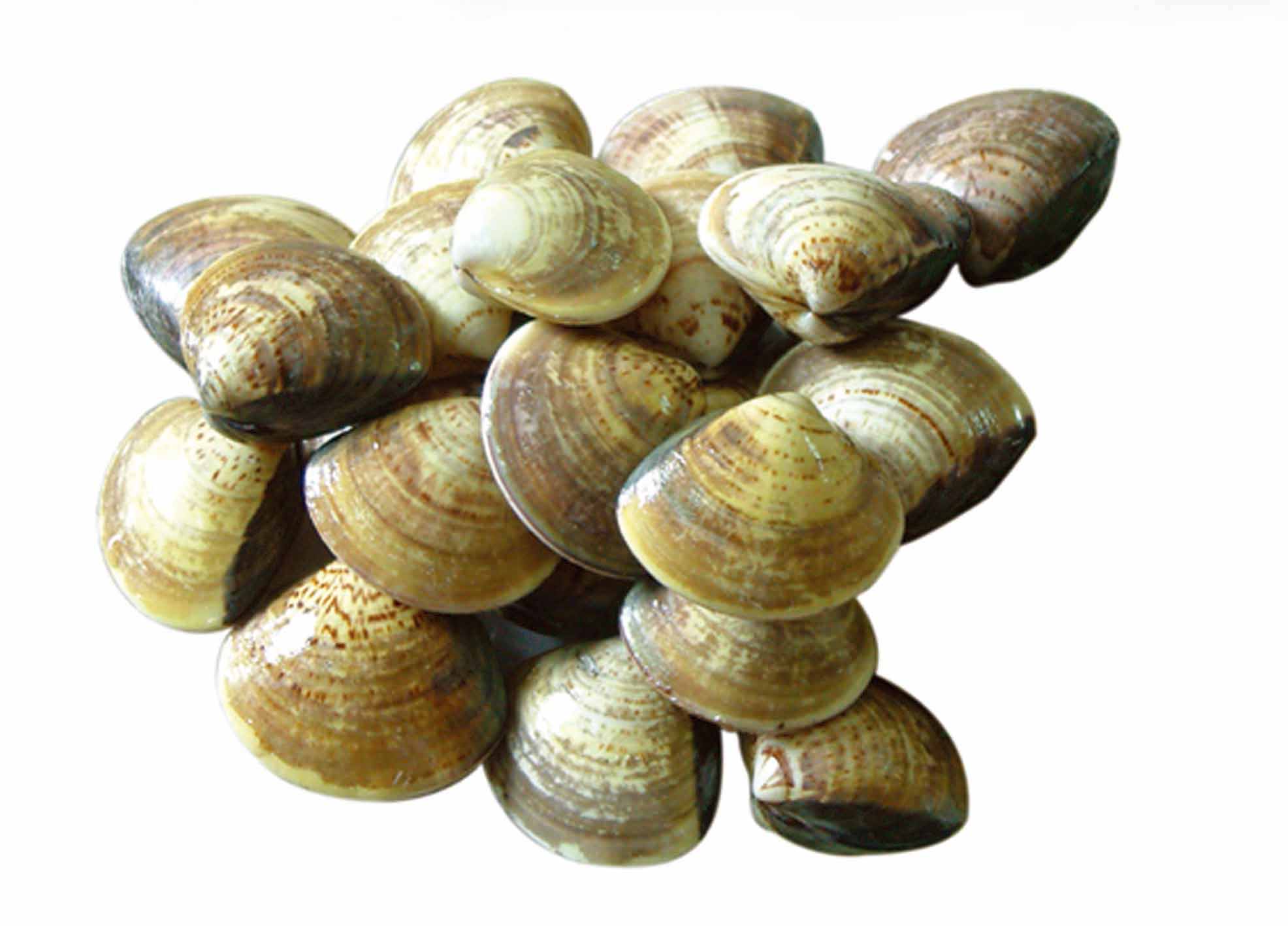 data-lemmaid="9037606">贝类 /a>海产品,是一种浅色的小 a>蛤蜊 /a>