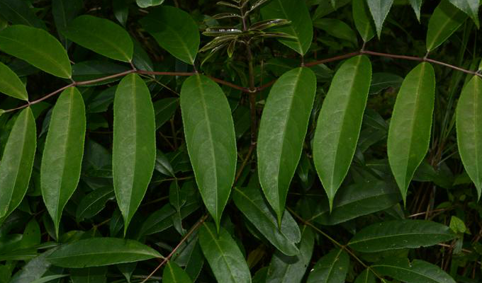  p>山香圆属, a target="_blank" href="/item/乔木/33239" data