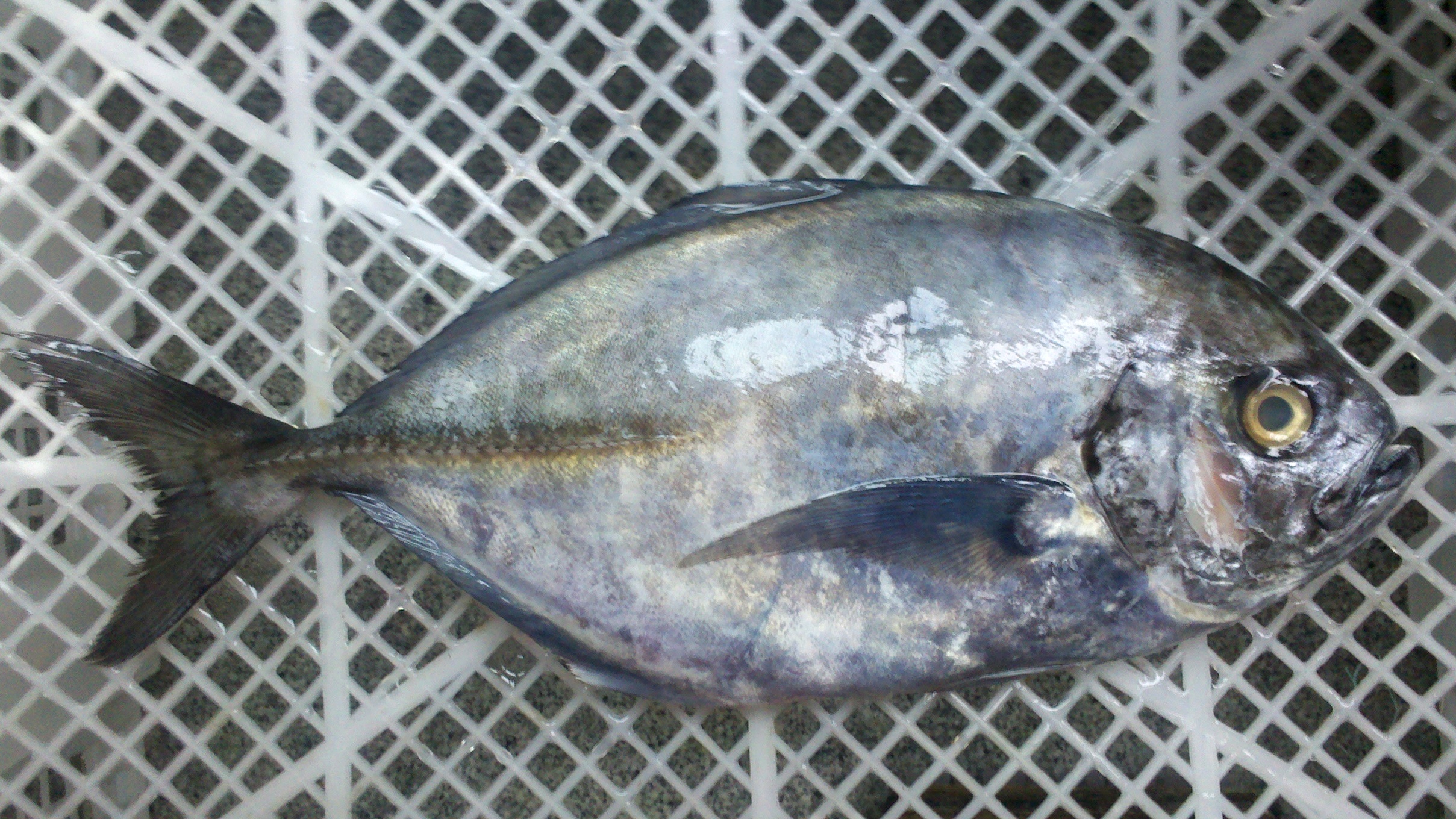  p>白舌尾甲鲹(学名:uraspis helvola ),又称冲鲹,俗名为瓜仔,黑面甘