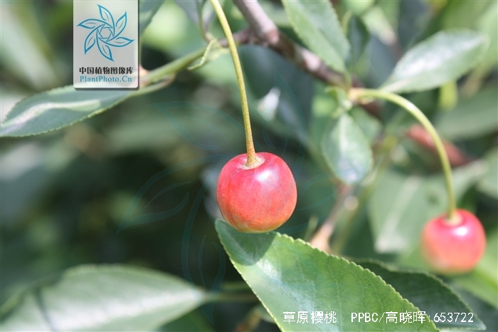  p>草原樱桃(学名: i>cerasus fruticosa /i>  (pall.) g. woron.