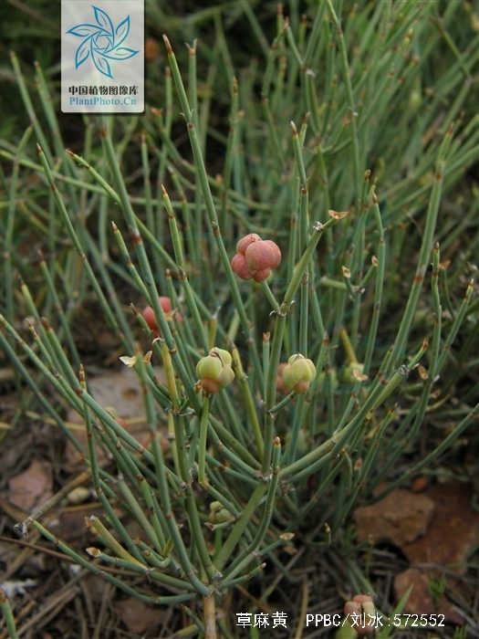  p>草麻黄,学名:ephedra sinica stapf,为 a target="_blank" href="