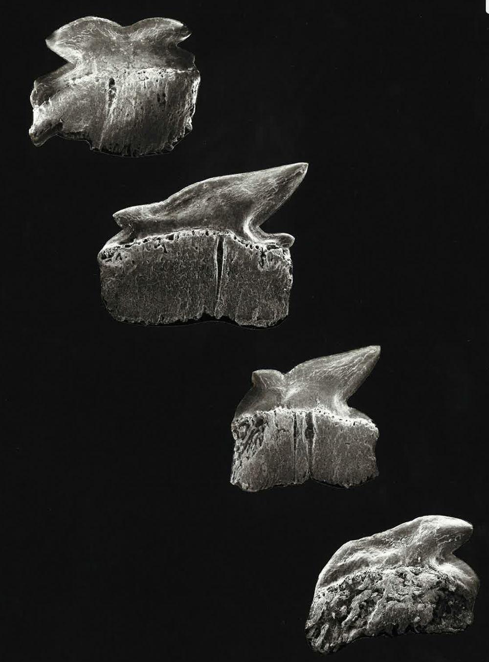  p>棘鲨(学名: i>echinorhinus brucus /i>)是棘鲨科,棘鲨属一种鲨鱼.