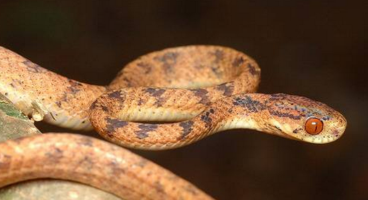  p>台湾钝头蛇,游蛇科钝头蛇属的一种物种,头宽而钝,与颈区分明显