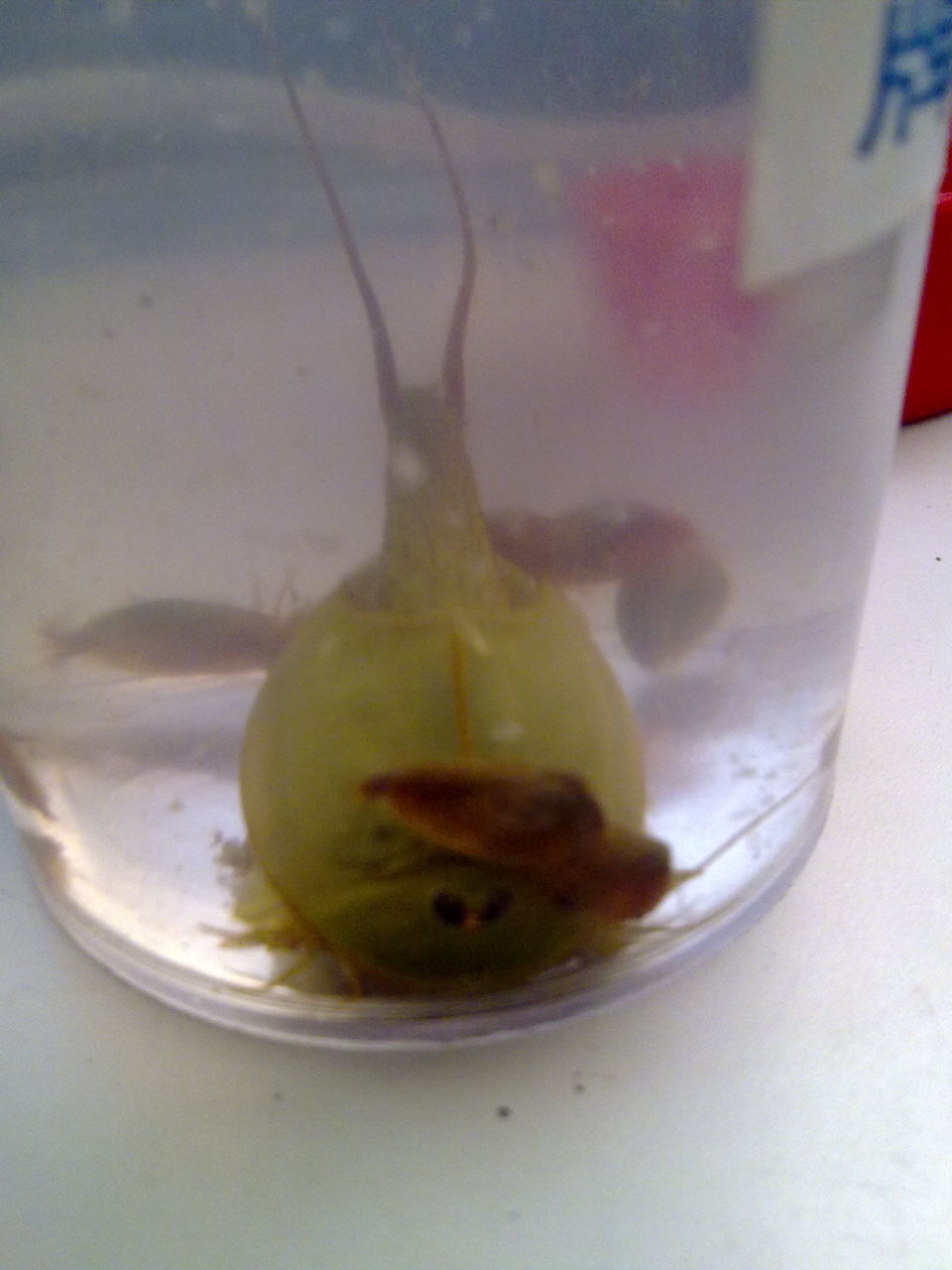  p>三眼恐龙虾,学名:佳朋鲎虫,在中国各地又俗称马蹄管子,王八盖子