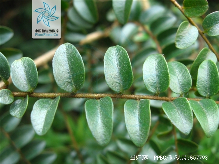  p>当归藤,中药名.