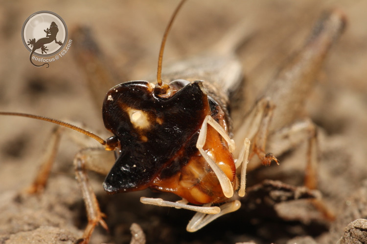  /a>, a target="_blank" href="/item/蟋蟀科">蟋蟀科 /a>的一种蟋蟀