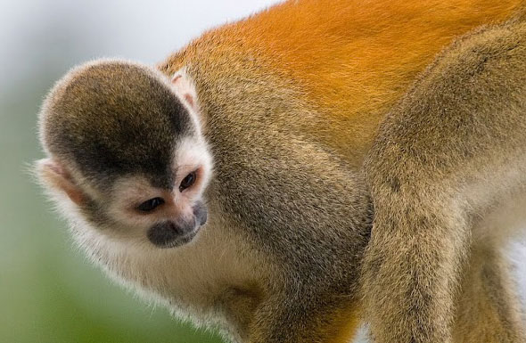 black-crowned central american squirrel monkey