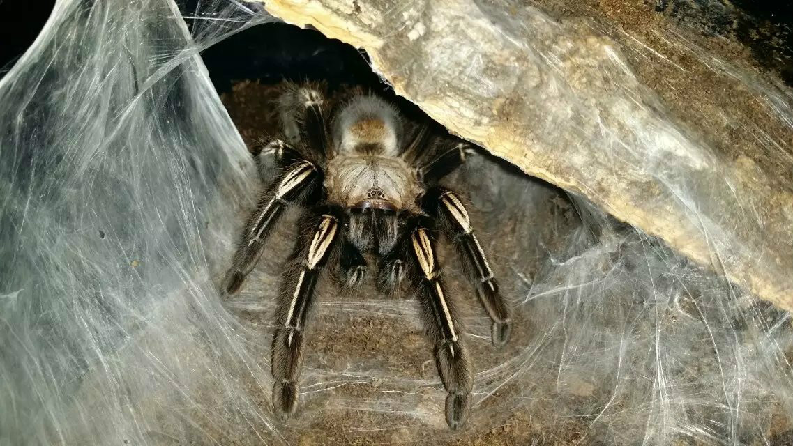 murinus)原产于法属圭亚那,苏里南的热带雨林,是一个经典的宠物捕鸟蛛