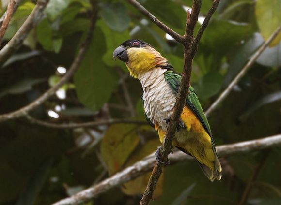  p>黑头凯克鹦鹉(学名:pionites melanocephalus)2种亚种.