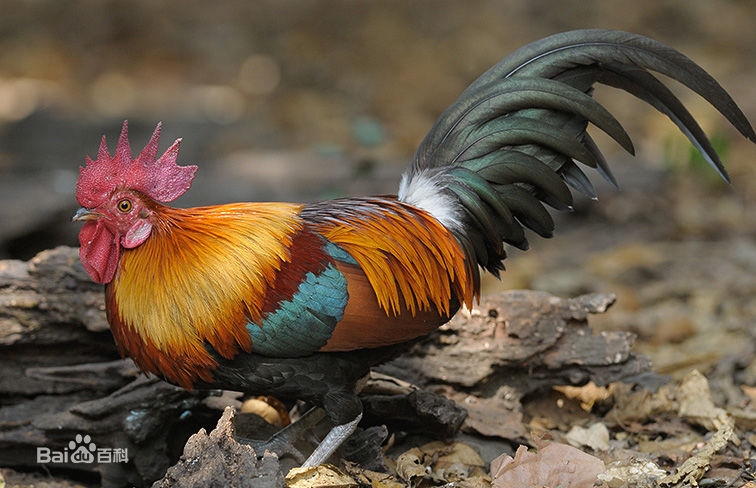 红原鸡