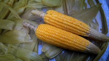 新品种,编  号:滇特(丽江)审玉米2010026号 /p> p>品种名称   广玉9号