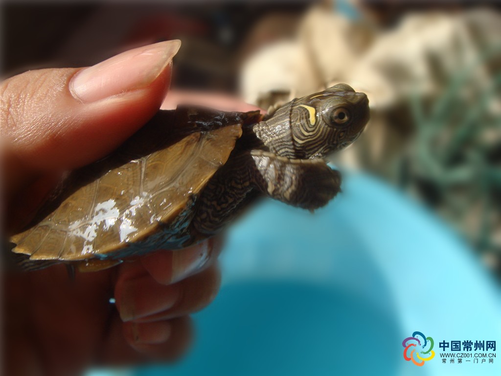  p data-id="tipfalk0xclb">地图龟,龟鳖目泽龟科地图龟属;别名锯齿脊