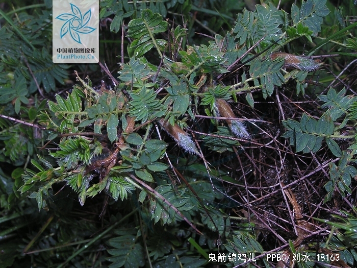 鬼箭锦鸡儿