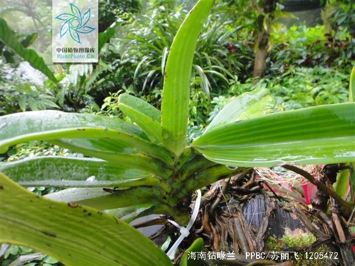  p>海南钻喙兰(学名: i>rhynchostylis gigantea /i>  (lindl.