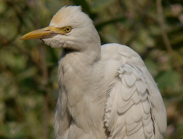 bubulcus ibis seychellarum