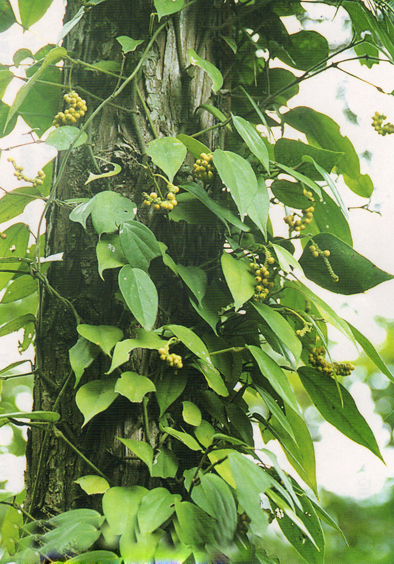 是胡椒科,胡椒属藤本灌木;茎,枝有膨大的节,揉之有香气;维管束外玫哪