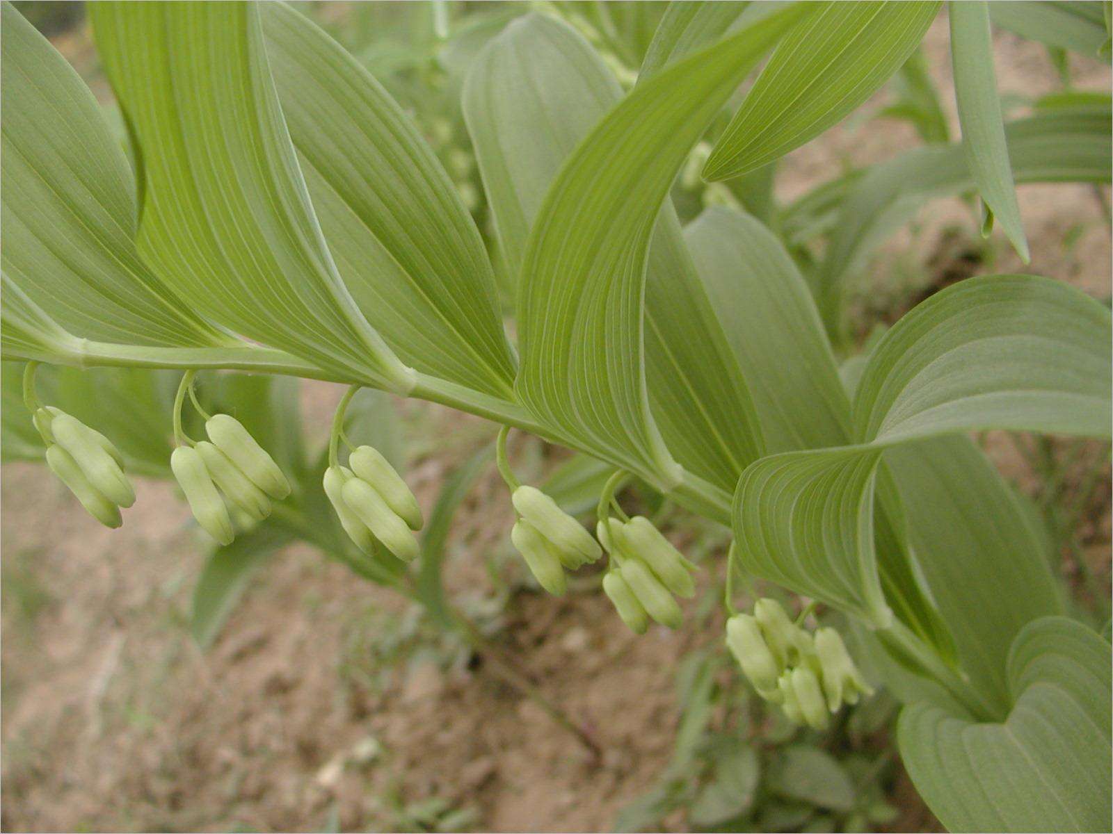  p>鸡娃草属( a target="_blank" href="/item