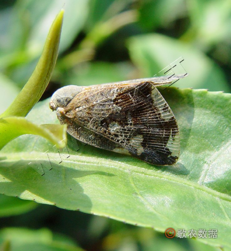  p>八点广翅蜡蝉是广翅蜡蝉科的一类动物.