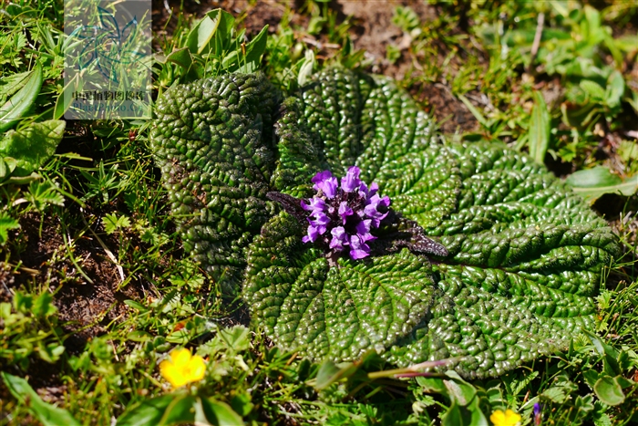  p>独一味属(学名:lamiophlomis kudo)是 a target="_blank" href="