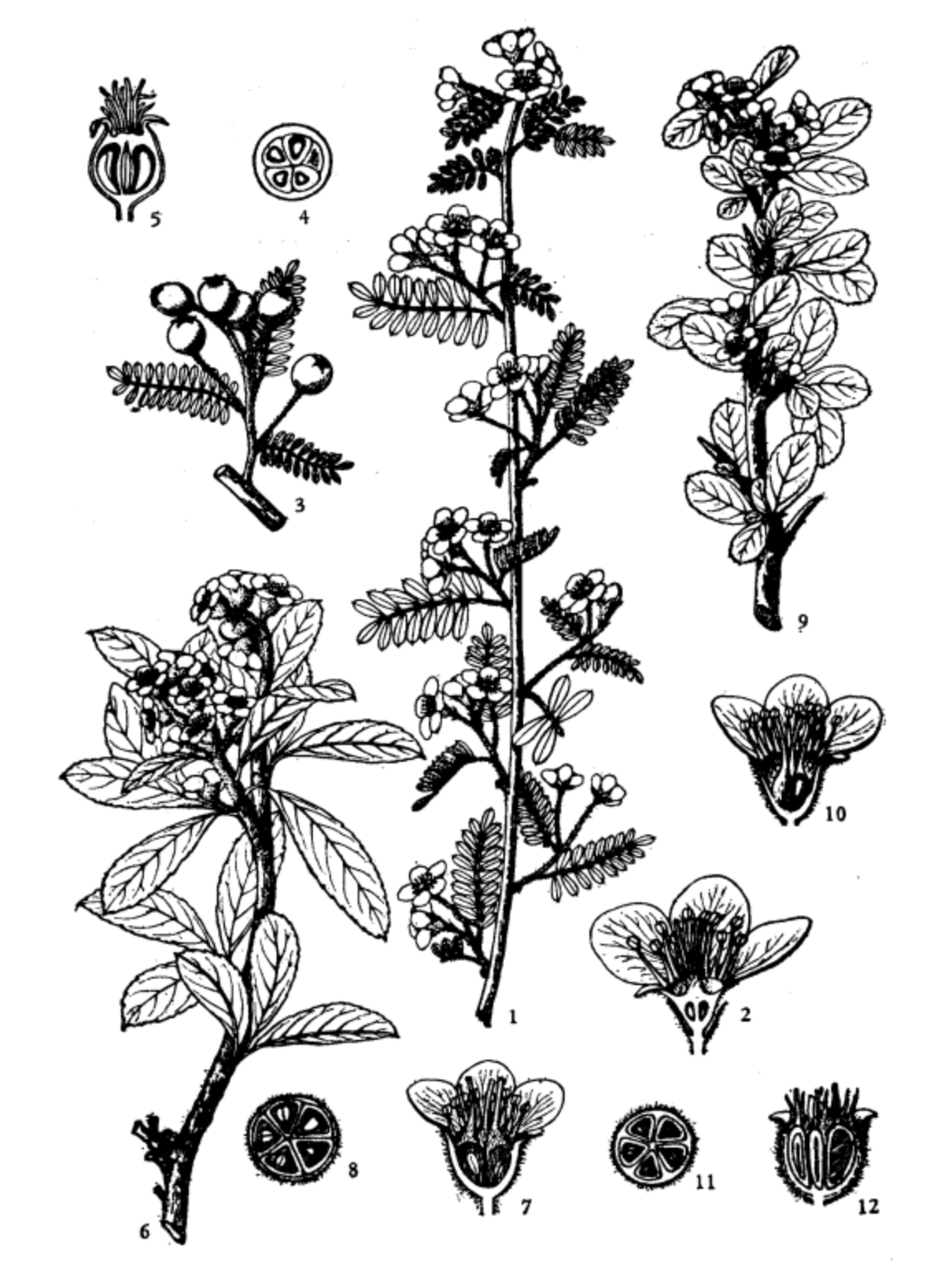  p>澜沧火棘(学名: i>pyracantha inermis  /i>vidal)是 a target="