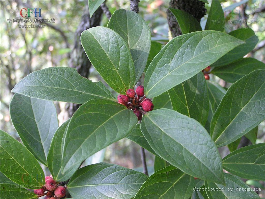  p>楔叶榕( a target="_blank" href="/item/学名/8074290" data