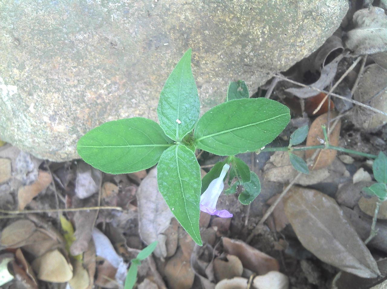 dipteracanthus repens