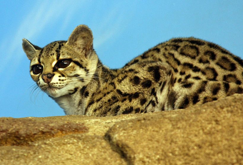  p>北美虎猫是 a href="#" data-lemmaid="1622470">动物界 /a>, a