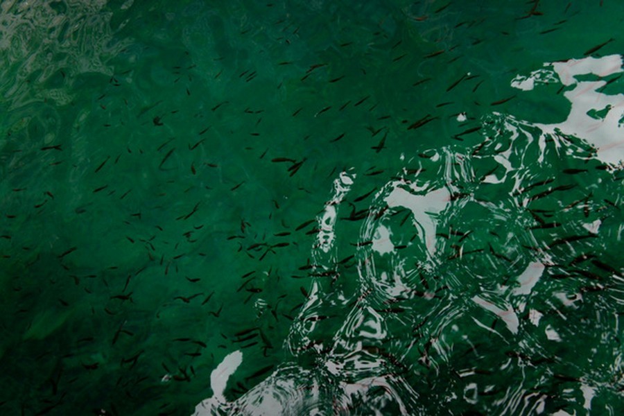  p>松潘裸鲤, i>gymnocypris potanini  /i>(herzensten, 1891), a