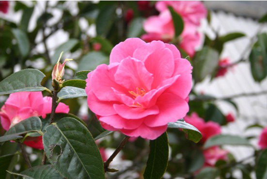 data-lemmaid="3223880">山茶科 /a>,山茶属多种植物和园艺品种的通称