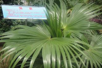  p>辐射平行脉是单子叶植物所特有的脉序,又叫 a target="_blank"