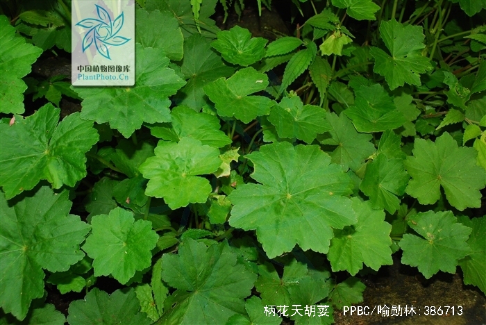  p>柄花天胡荽(学名:hydroeotylepodantha)是伞形科天胡荽属植物, a