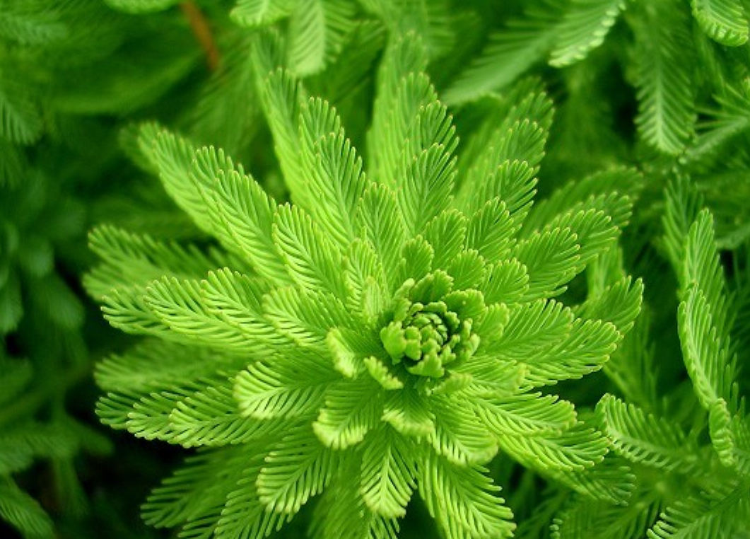  p>狐尾藻(学名: i>myriophyllum verticillatum /i>  l.