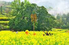 江西婺源江岭稻草人