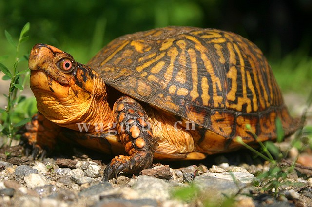 学 名: terrapene carolina carolina  英 文: eastern box turtle