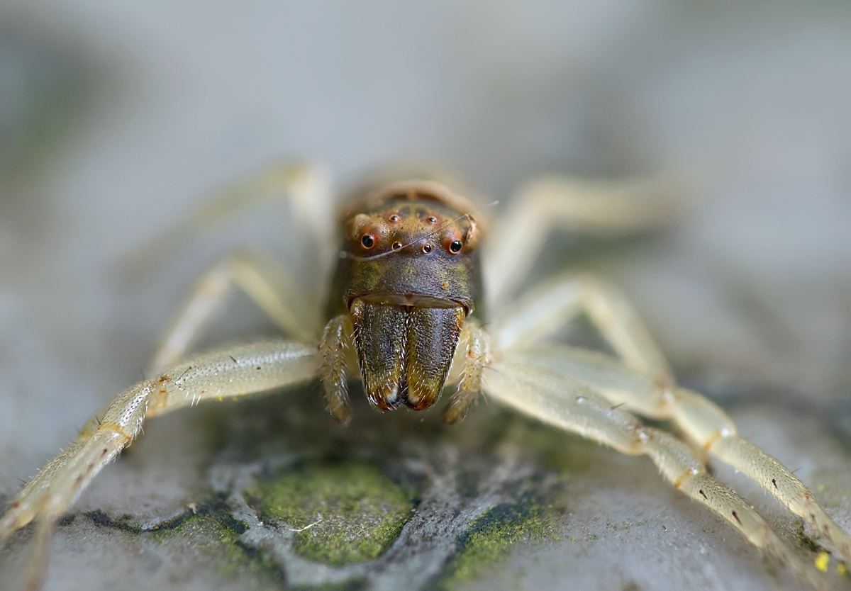 target="_blank" href="/item/园蛛科/2848276" data-lemmaid="