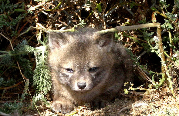  p>岛屿灰狐(学名: i>urocyon littoralis /i>):是一种小型 a href="